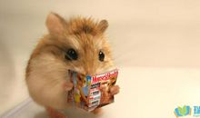 《仓鼠日记》之：炫耀_800字