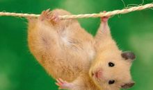 [2013暑期征文]养仓鼠_650字