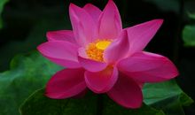 [2013暑期征文]七月诗情荷花_800字