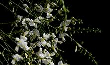 我的“槐树老爸”_600字