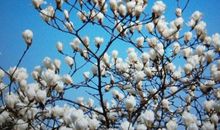 期盼网络的春天_1000字