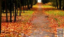 校园的秋天_300字