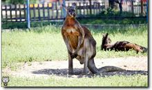 野生动物园游记_1500字