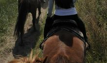 坝上骑马防骗攻略_350字