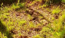 森林公园游记_600字