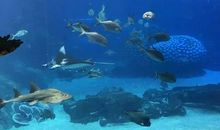 游海洋世界_800字