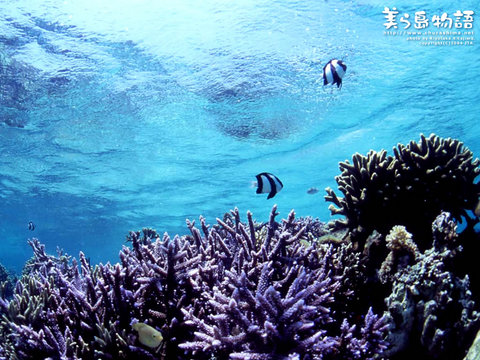 亚洲最大的海洋生物博物馆_500字