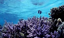 亚洲最大的海洋生物馆_500字