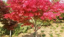 [2012暑期征文]暑假读后感——《那一城，枫红枫绿》_650字