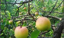 [2012暑期征文]峨庄游记_800字