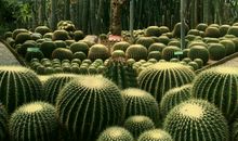 游天宫庄园_550字