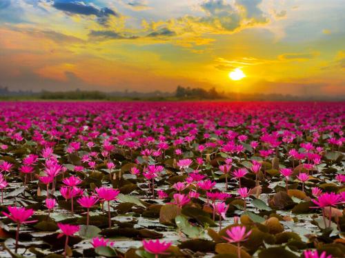 红莲湖旅行_900字