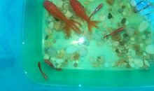 小鱼（观察日记）_200字