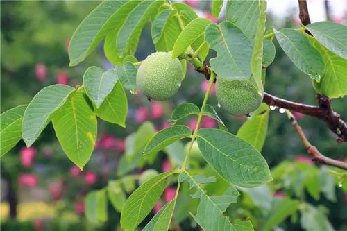 [2012年夏季论文]及时雨_700字