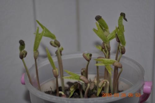 观察日记：我的扁豆_550字