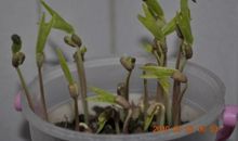 观察日记：我家的扁豆_550字