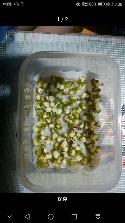 绿豆观察日记_300字