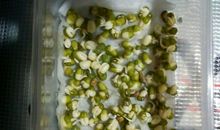 绿豆观察日记_300字