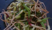 观察日记：种黄豆_550字