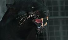 [2012暑期征文]笼中的虎_200字