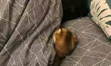 走好生活中的每一步_550字