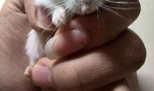 描写眼睛的好段