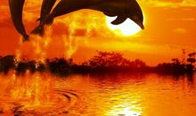 珊瑚飞上了天空_500字