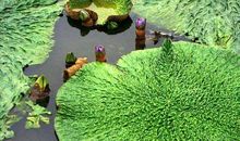 [2012暑期征文]旧时风景_650字