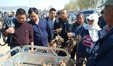 [2012暑期征文]温暖兄妹情——读《鹅卵石》有感_900字