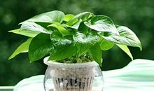 可爱的绿萝_250字