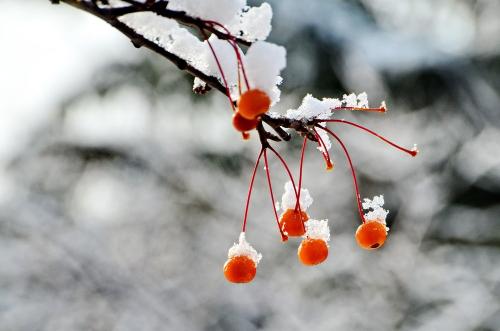2004年的第一雪_500字