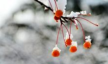 2004年的第一场雪_500字