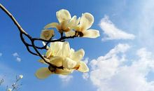 [2012暑期征文]朝阳公园游记_1500字