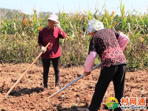 干旱的农民生活在_100字中