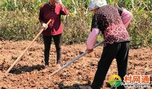 干农活趣事_100字