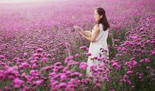 天使·我·薰衣草_1500字