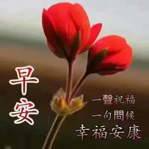鲜花慢慢打开_350字