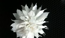 盼过圣诞的同胞_400字