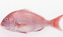 我是海里的一条鱼_550字