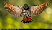 期望做展翅飞翔的小鸟_800字