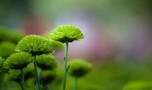 叶子——一首奉献的诗_800字