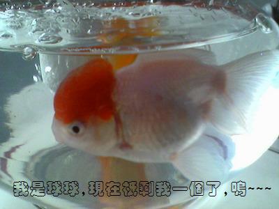 可怜的金鱼_350字