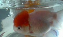 可怜的金鱼_350字