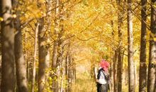 银杏风味小吃城_400字