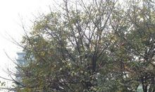 校园里的黄桷树_550字