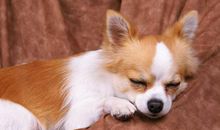 我家可爱的小狗_550字