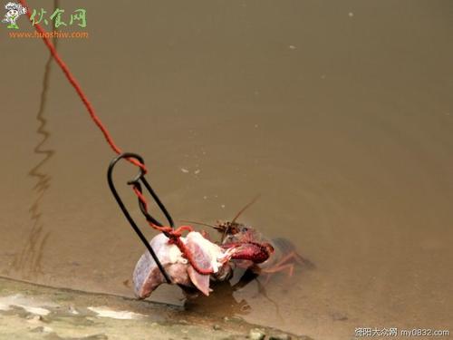 暑假钓鱼龙虾_900字