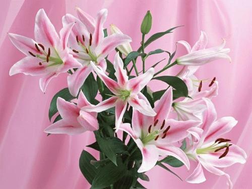 我最喜欢的粉红色百合花_550字