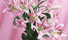 我最喜欢的粉百合花_550字