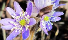 春天的味道_1200字